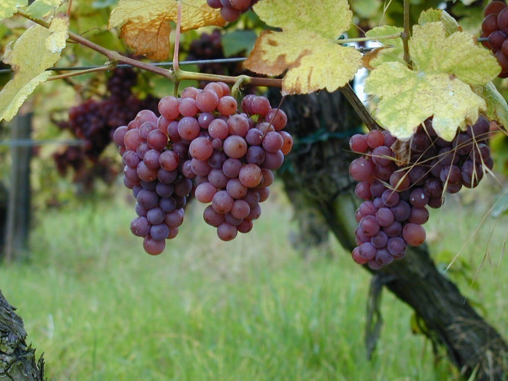 Friuli winogrona Pinot Grigio