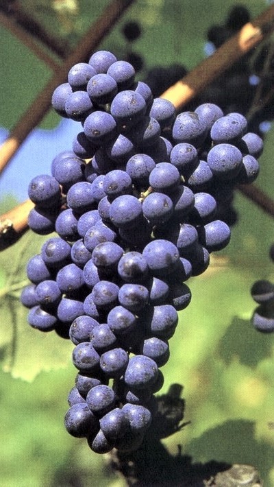 Zweigelt z Austrii winogrona.