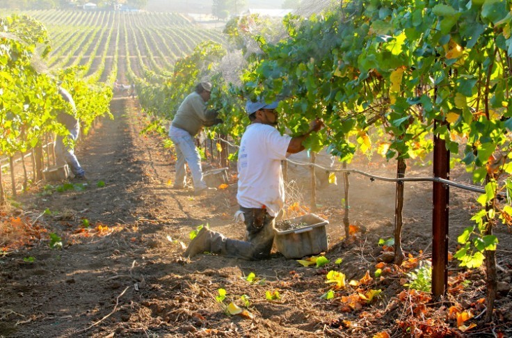 Zbiory winogron 2022 mogą być trudne.