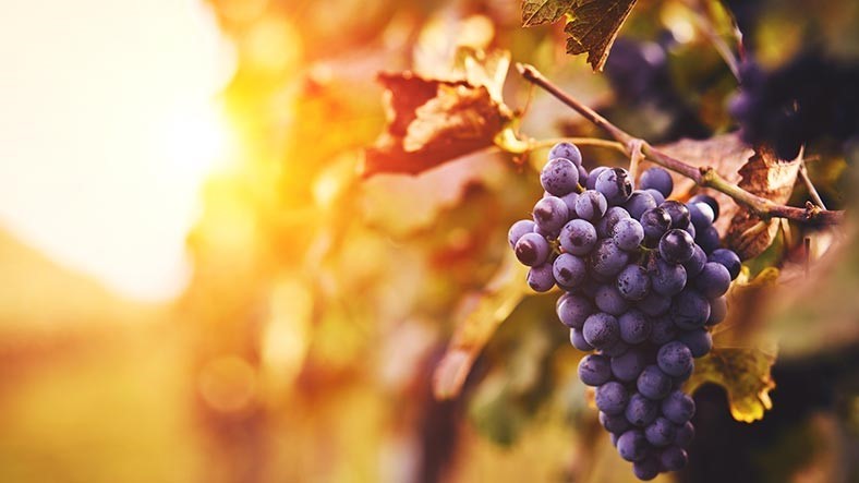 Zbiory winogron 2022 cechuje susza.
