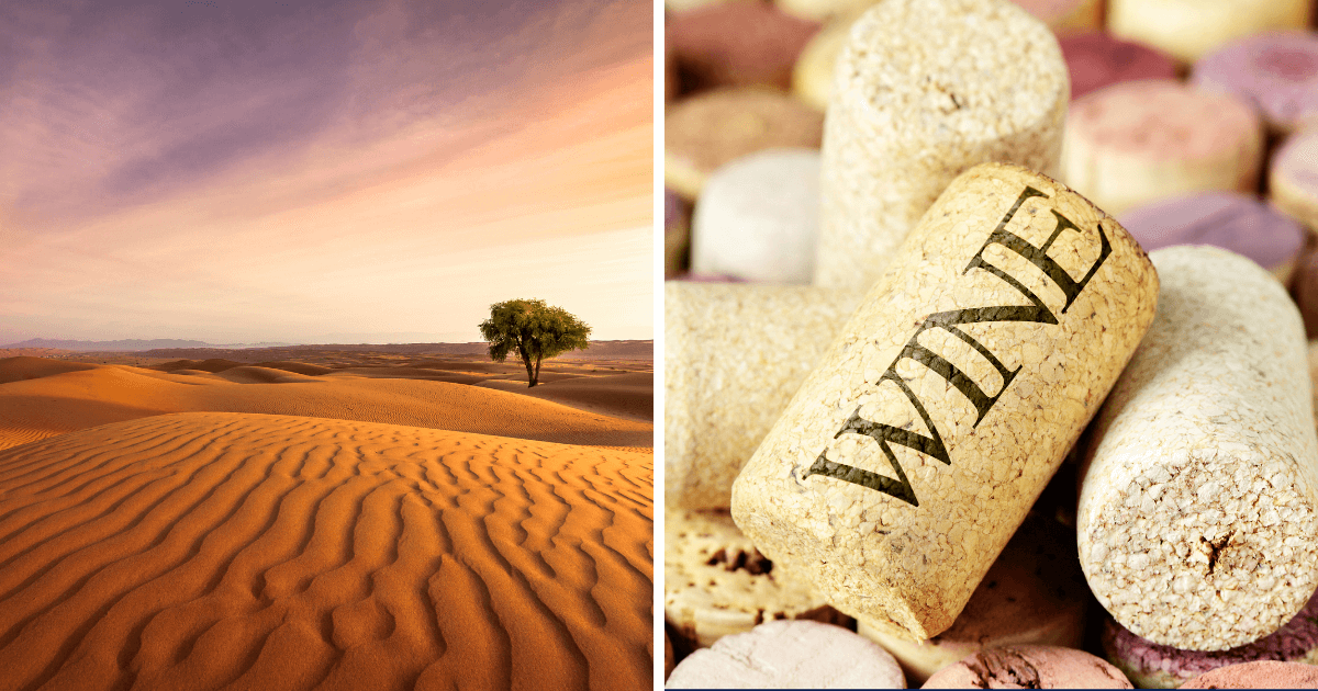 Read more about the article Winnice i wino na pustyni – czy to możliwe?