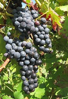Z winogron Regent powstaje polskie wino.