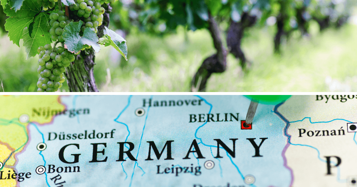 Read more about the article Riesling – duma niemieckich winiarzy
